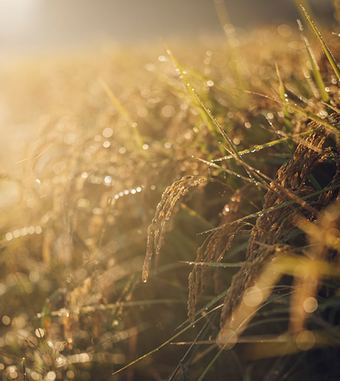 お問い合わせの写真